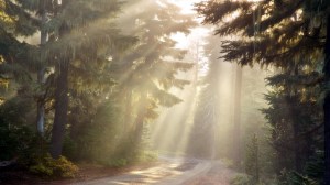 sun-rays-in-the-forest-8306