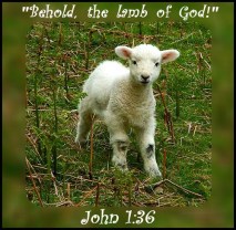 another-cute-lamb-pic-in-flickr-public-files-by-ennor-copy